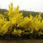 Forsythia suspensa Weeping Forsythia 20 US seeds
