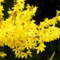 Forsythia suspensa Weeping Forsythia 20 US seeds