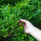 Vaccinium ovatum Evergreen Huckleberry 25 US seeds