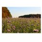 LACY PHACELIA 1700 US SEEDS Purple Tansy Flower Tanacetifolia