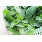Mentha spicata Culinary Spearmint 200 US seeds
