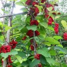 Schisandra sphenanthera Magnolia vine Organic 10 US seeds