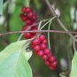 Schisandra sphenanthera Magnolia vine Organic 10 US seeds