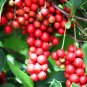 Schisandra sphenanthera Magnolia vine Organic 10 US seeds