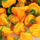 20 US seeds Scotch Bonnett hot pepper