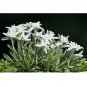200 US Seeds Edelweiss Herb Leontopodium Alpinum