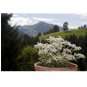 200 US Seeds Edelweiss Herb Leontopodium Alpinum