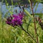 100 US Seeds Ironweed Medicinal Herb Purple Flower Vernonia fascicula