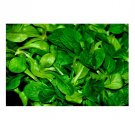 1100 US Seeds African Cabbage Vegetable Cleome Gynandra  AKA Ethiopian Cabbage