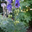 Acontum carmichaelii Blue Monkshood Organic 5 US seeds
