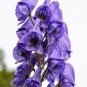 Acontum carmichaelii Blue Monkshood Organic 5 US seeds