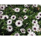 African Daisy Osteospermu Tropical Perennial White Purple 50 US Seeds