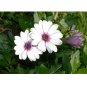 African Daisy Osteospermu Tropical Perennial White Purple 50 US Seeds
