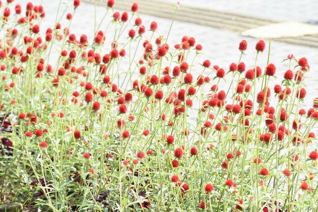 20 US seeds Strawberry Fields Gomphrena haageana Globe Amaranth