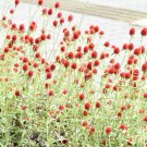 20 US seeds Strawberry Fields Gomphrena haageana Globe Amaranth