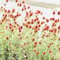 20 US seeds Strawberry Fields Gomphrena haageana Globe Amaranth