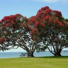Metrosideros tomentosa New Zealand Christmas Tree 10 US seeds