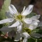 Serviceberry Amelanchier u 20 US Seeds Organic Pre Stratified