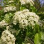 20 US seeds Nannyberry Tree Shrub Viburnum lentago