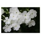 Phlox Drummondii White Phlox Flower 50 US Seeds