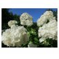 Phlox Drummondii White Phlox Flower 50 US Seeds
