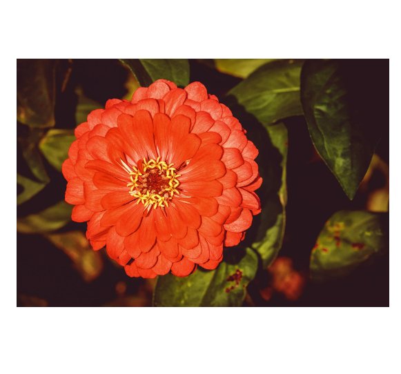Orange King Zinnia elegans 25 US seeds