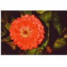 Orange King Zinnia elegans 25 US seeds