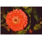Orange King Zinnia elegans 25 US seeds