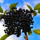 35 US seeds Aronia melanocarpa Black Chokeberry white flower shrub