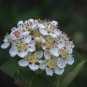 35 US seeds Aronia melanocarpa Black Chokeberry white flower shrub