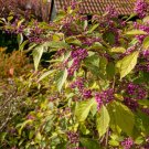 Callicarpa americana American Beautyberry 30 US seeds