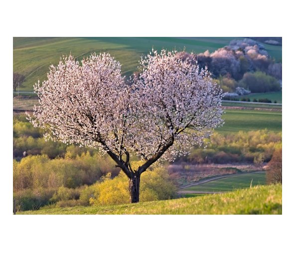 Prunus avium Sweet Cherry Tree 20 US seeds