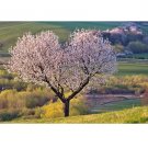 Prunus avium Sweet Cherry Tree 20 US seeds