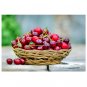 Prunus avium Sweet Cherry Tree 20 US seeds