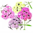 100 US Seeds Pastel Phlox Drummondi Flower Mix of Pink Salmon Yellow Rose
