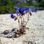 2000 US Seeds Cali Desert Bluebell Pavers Rock Garden Flower Bulk