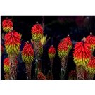 Kniphofia uvaria Red Hot Poker 30 US seeds