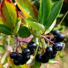 Prunus virginiana Purple Shubert Chokecherry 20 US seeds