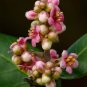 Rhus Integrifolia Lemonade Berry 5 US seeds