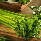2750 US Seeds Celery Heirloom Stringless Vegetable