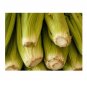 2750 US Seeds Celery Heirloom Stringless Vegetable