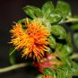 100 US seeds Hong Hua Wonder Herb Medicinal NON GMO Baldy Safflower