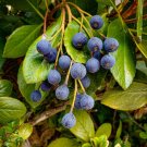 Crataegus brachyacantha Blueberry Hawthorn 10 US seeds