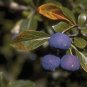 Crataegus brachyacantha Blueberry Hawthorn 10 US seeds