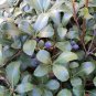 Crataegus brachyacantha Blueberry Hawthorn 10 US seeds