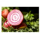 100 US seeds Choggia Beet Heirloom Culinary SELECT Beta vulgaris NON GMO