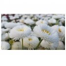 200 US Seeds White Bellis Perennis Enorma Flower English Daisy  Medicinal Herb