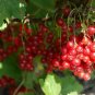 20 US seeds Highbush Cranberry Viburnum Trilobum High Yield