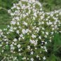 Valeriana Officinalis Valerian Root Perennial Medicinal Sleep Herb 50 US Seeds