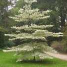 Conrnus controversa Giant Dogwood Ornamental 15 US seeds